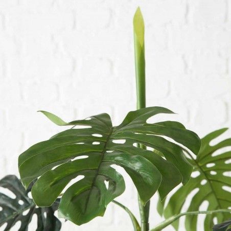 PLANTA MONSTERA AILYN 110CM