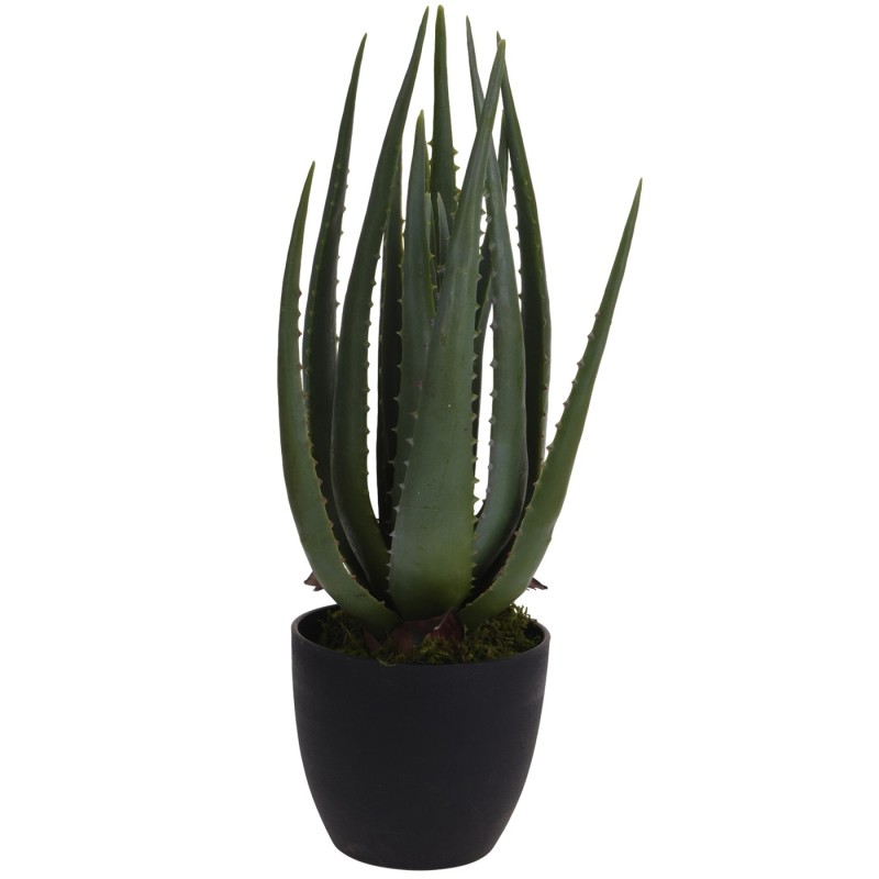 PLANTA ALOE VERA CARMEL 45CM