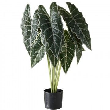 PLANTA ALOCASIA DANELA 71CM