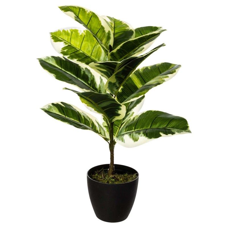 FICUS ADEMIR HOJAS GRANDES