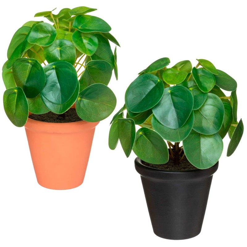 PLANTA PILEA YAREL 21CM