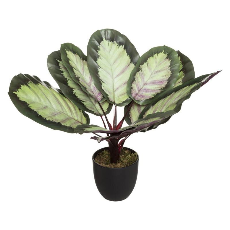 CALATHEA EMELDA 57,50CM