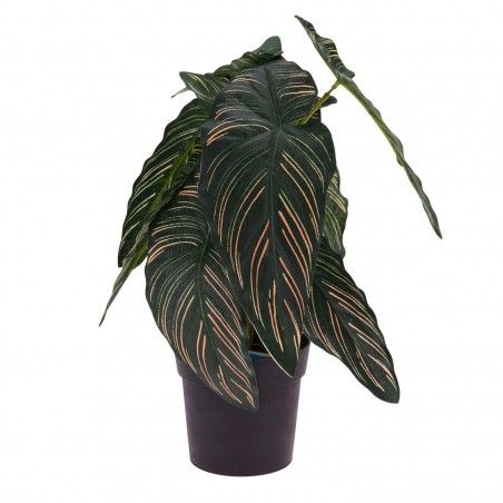 PLANTA CALATHEA DORETA 31CM