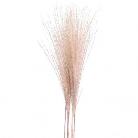 RAMA PAMPAS AGNETA 90CM