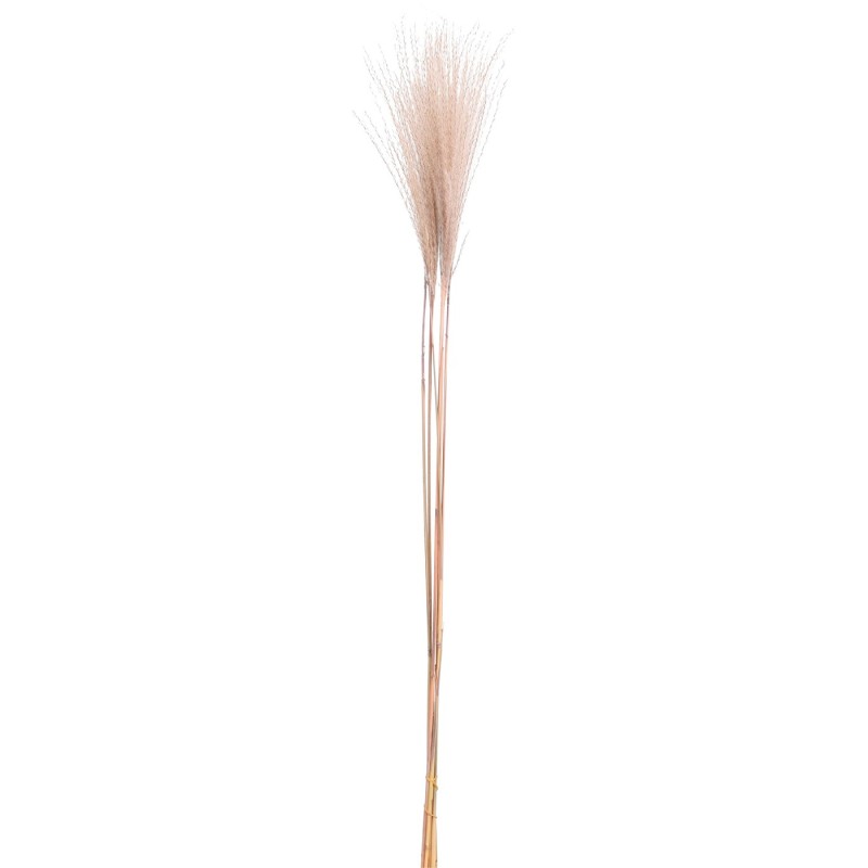 RAMA PAMPAS AGNETA 90CM