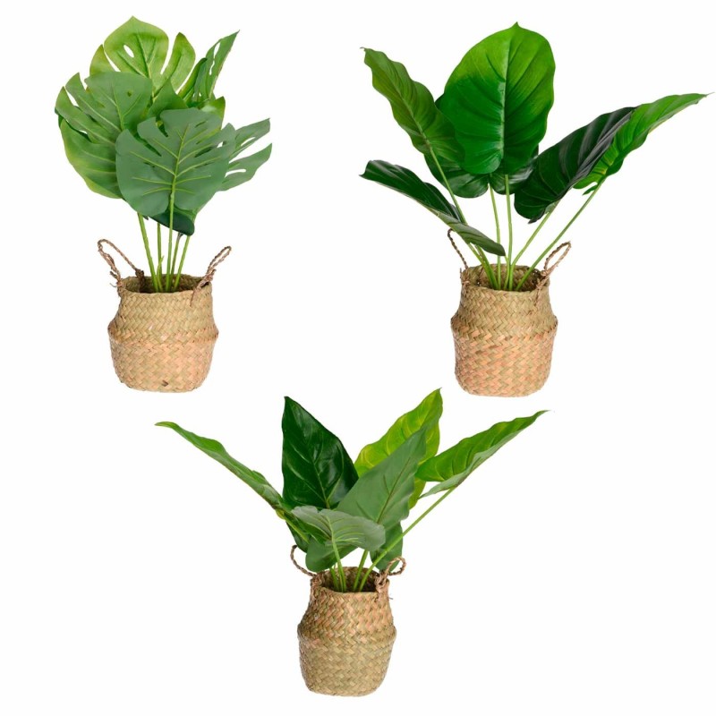 PLANTA SAMI 46CM