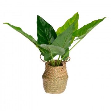 PLANTA SAMI 46CM