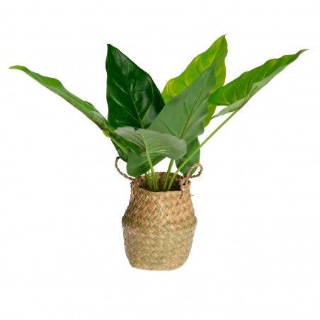 PLANTA SAMI 46CM