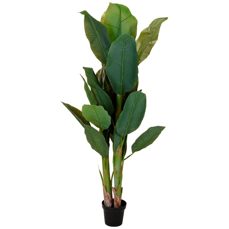 PLANTA BANANO ELVIRA 165CM