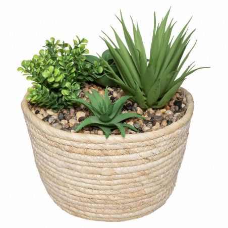 PLANTA ALBERTINA 19CM