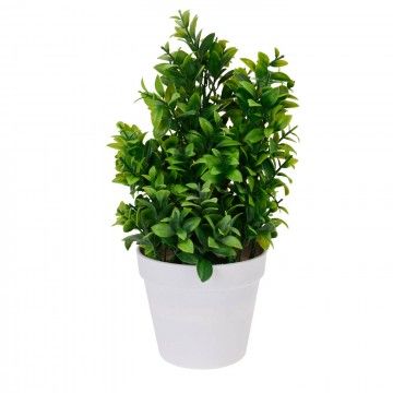 PLANTA IVANKA 32CM