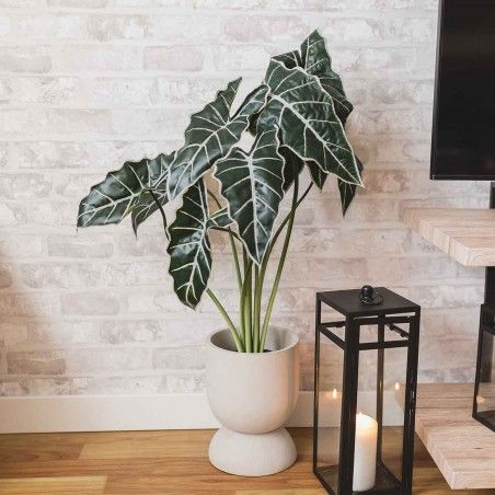 PLANTA ALOCASIA DANELA 71CM