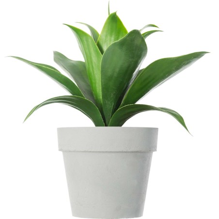 PLANTA ALOE VERA TIFLIS 35CM