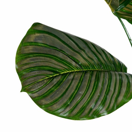 PLANTA CALATHEA KEYLA 102CM