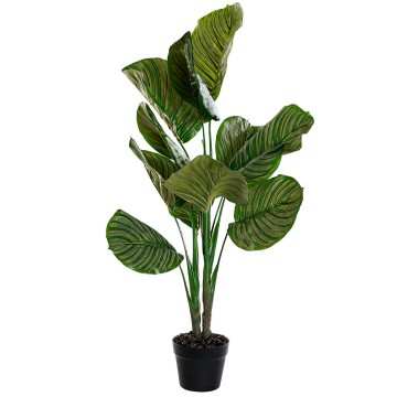 PLANTA CALATHEA KEYLA 102CM