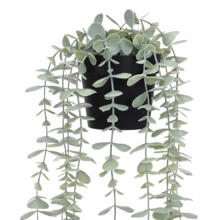 PLANTA COLGANTE DOVER 60CM