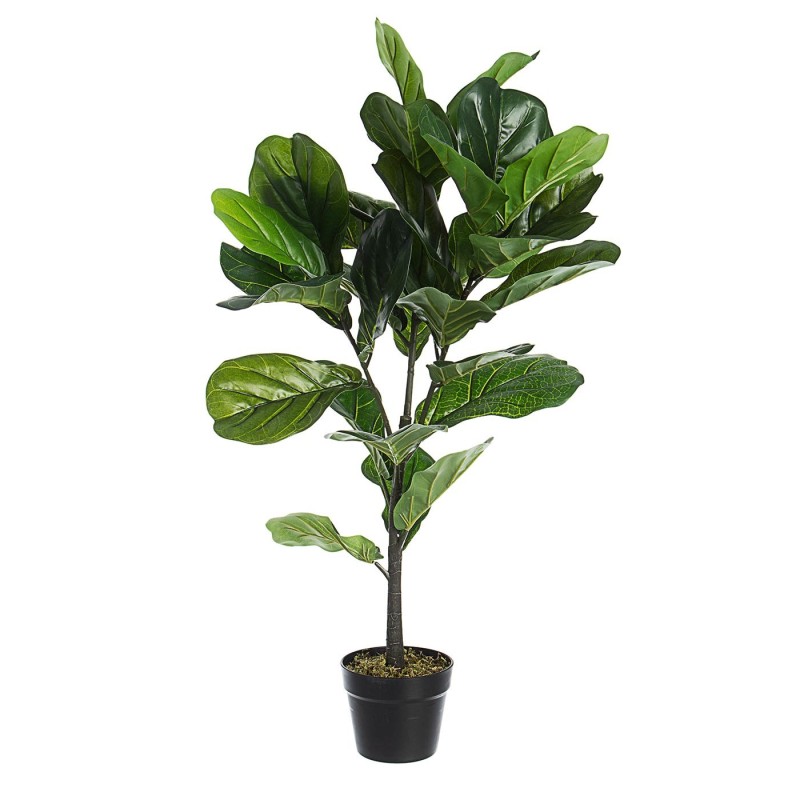 PLANTA FICUS LYRATA YOLANDA 100CM