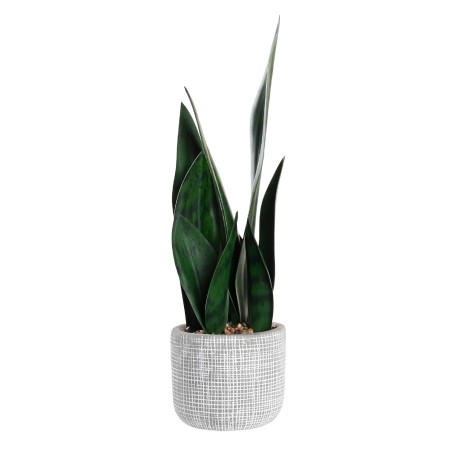 PLANTA SANSEVIERA GARMI 34CM