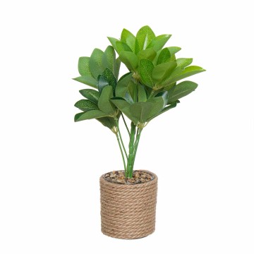 PLANTA CORELINA 33CM