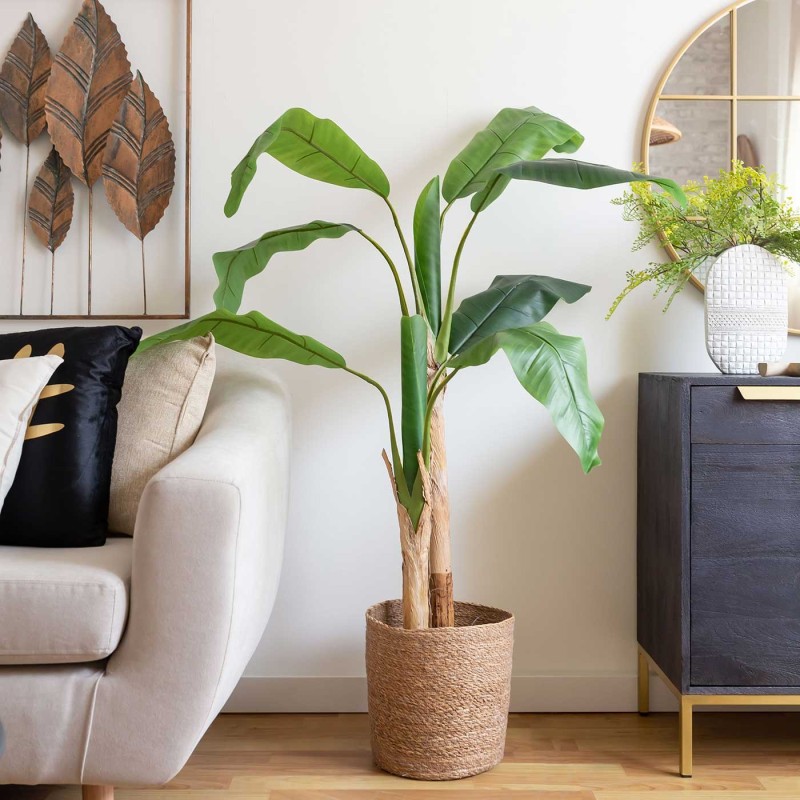 PLANTA BANANO ELVIS 150CM