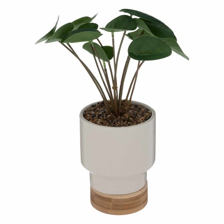 PLANTA OLINDA 26CM