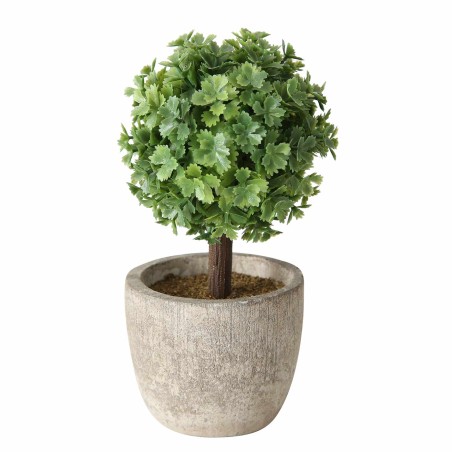 PLANTA PANDORA 14CM