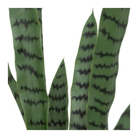 PLANTA SANSEVIERIA YURI 90CM