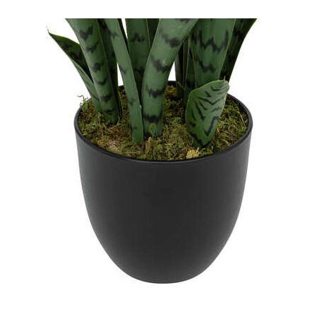 PLANTA SANSEVIERIA YURI 90CM